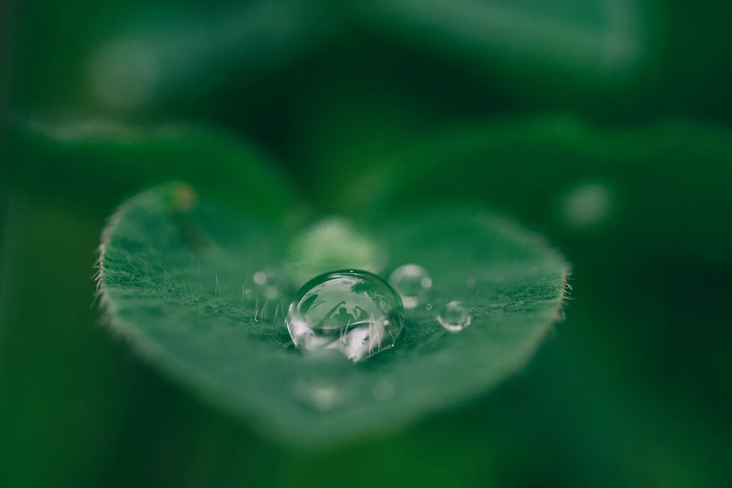 Close up of a drop of water on a leaf