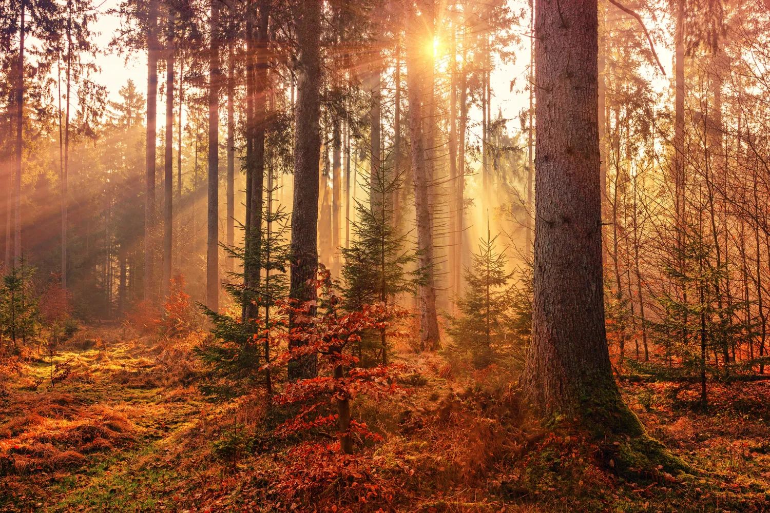 Fall