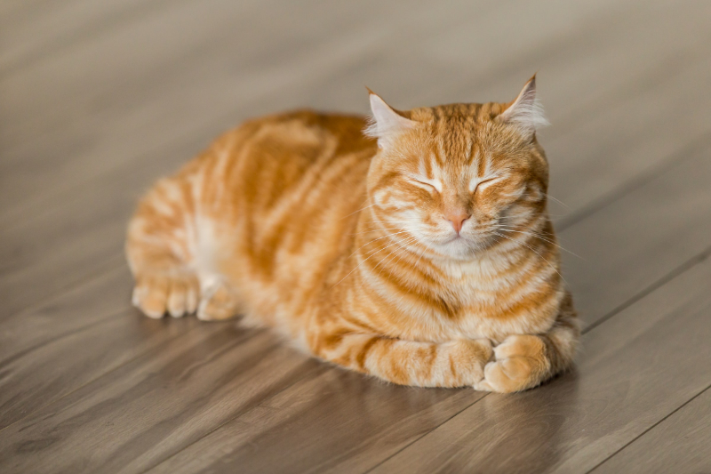 Tabby cat meditating. By Michael Sum on Unsplash